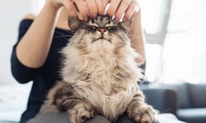 cat purr therapy pet