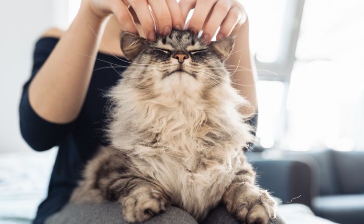 cat purr therapy pet