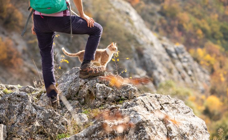 exercise with cat hike