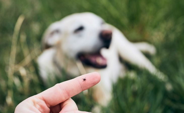 protect dog ticks on finger