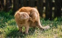 Cat scratching itching