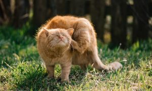 Cat scratching itching