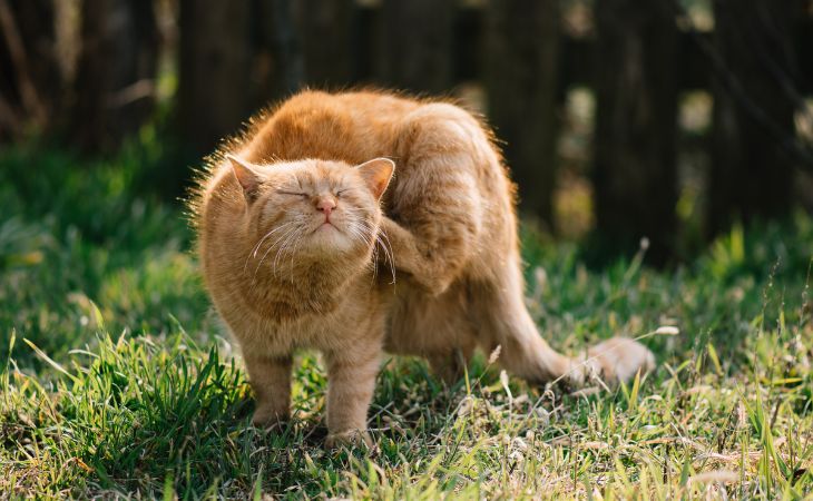 Cat scratching itching