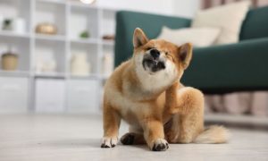 dog itching indoors
