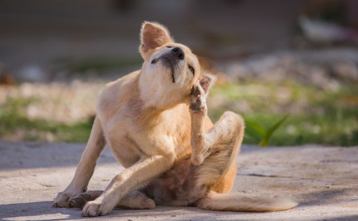dog itching outdoors