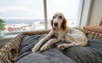 English Setter indoors rest