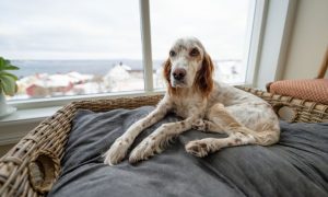 English Setter indoors rest