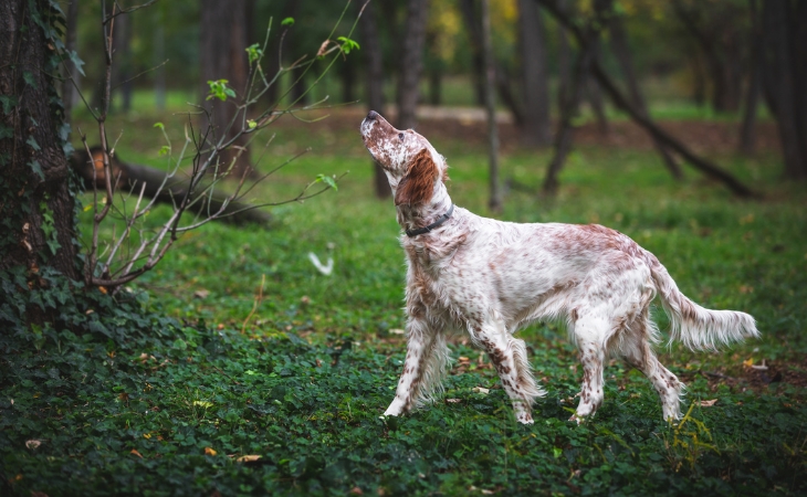 English Setter profile body outdoors