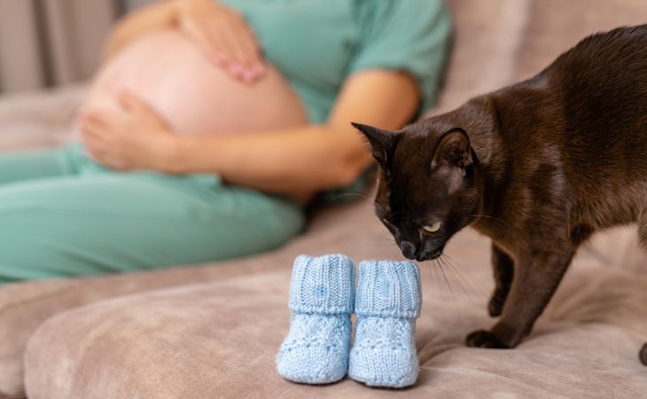 pregnant baby prepare cat clothes