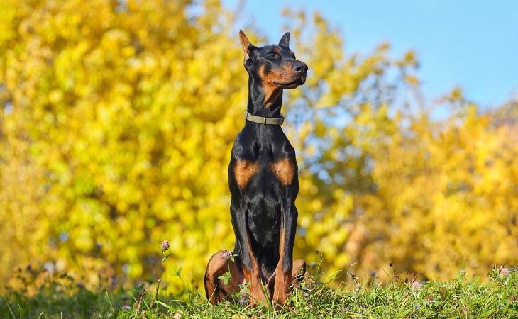 dobermann sit outdoors