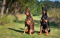 two dobermann dogs brown black coat