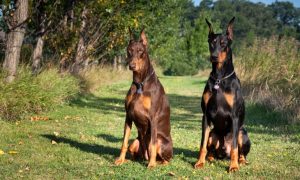 two dobermann dogs brown black coat
