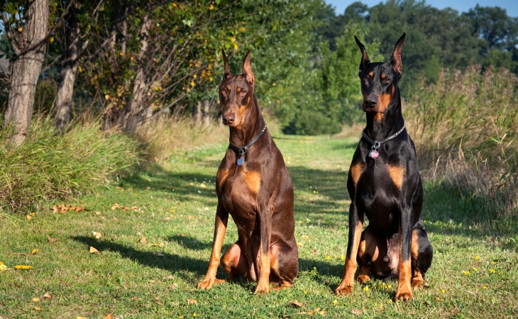 two dobermann dogs brown black coat
