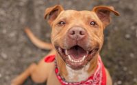 breed pit bull