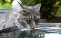 dehydration cat