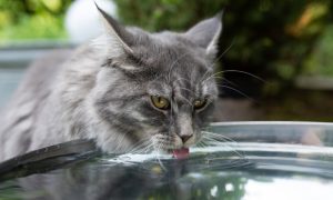 dehydration cat