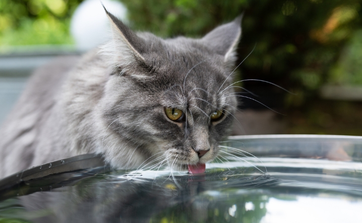 dehydration cat