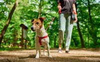 dog breed jack russell terrier