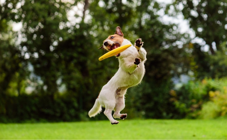 dog breed jack russell terrier jump frisbee