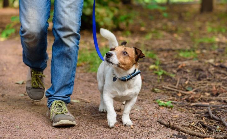 dog breed jack russell terrier walk