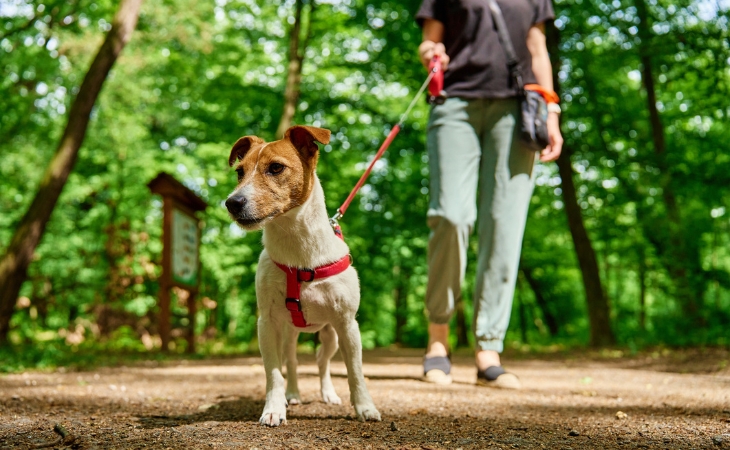 dog breed jack russell terrier