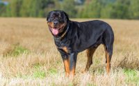 dog breed rottweiler