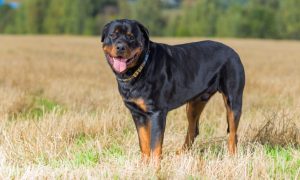dog breed rottweiler