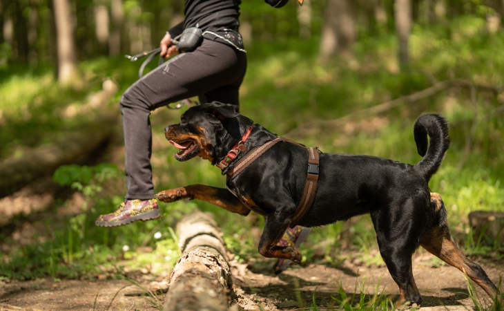 dog breed rottweiler run outdoors