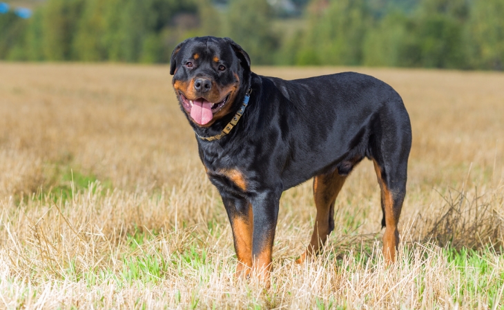 dog breed rottweiler