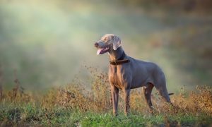 dog breed weimaraner