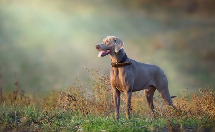 dog breed weimaraner