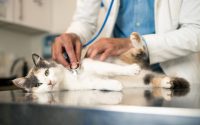 vet cat health diabetes