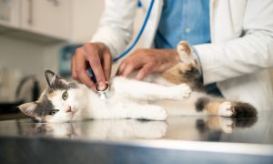 vet cat health diabetes